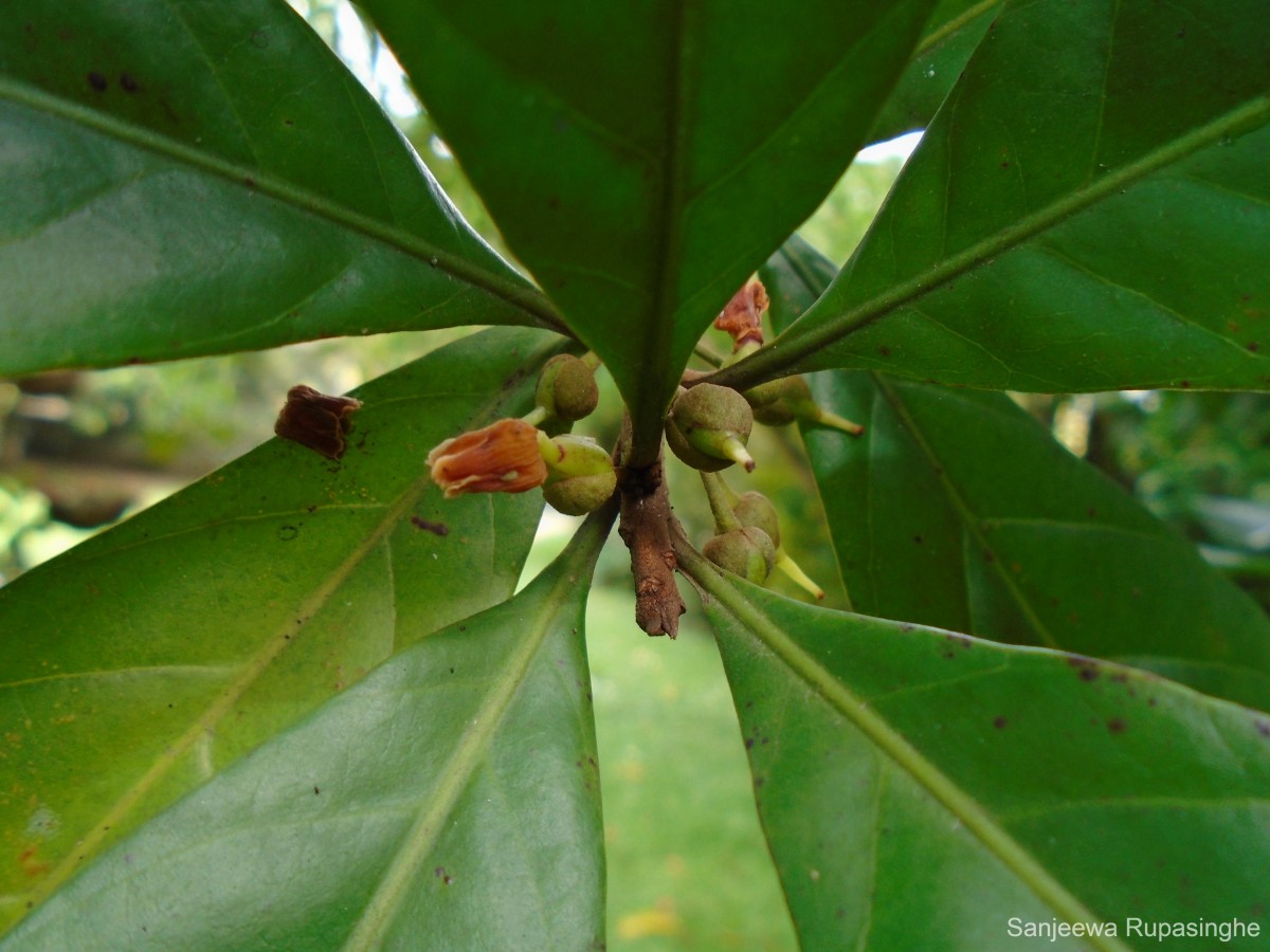 Pouteria multiflora (A.DC.) Eyma